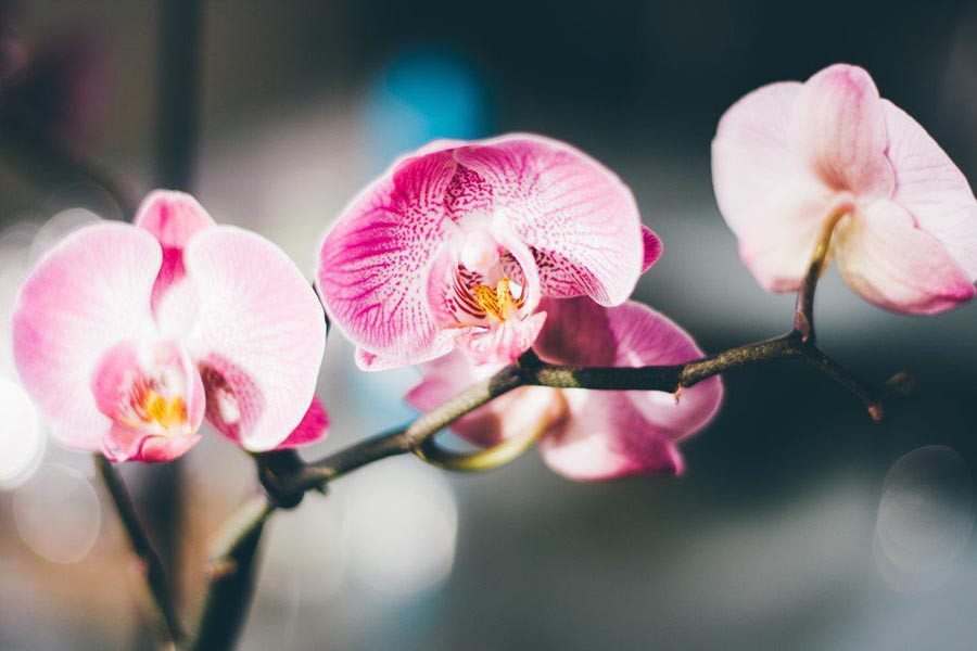 orchidée fleur pompes funebres